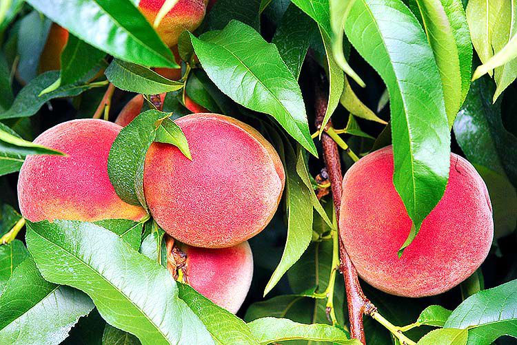 Peaches on tree